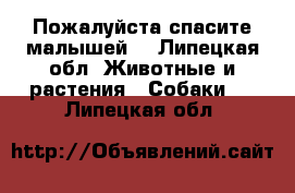 Пожалуйста спасите малышей! - Липецкая обл. Животные и растения » Собаки   . Липецкая обл.